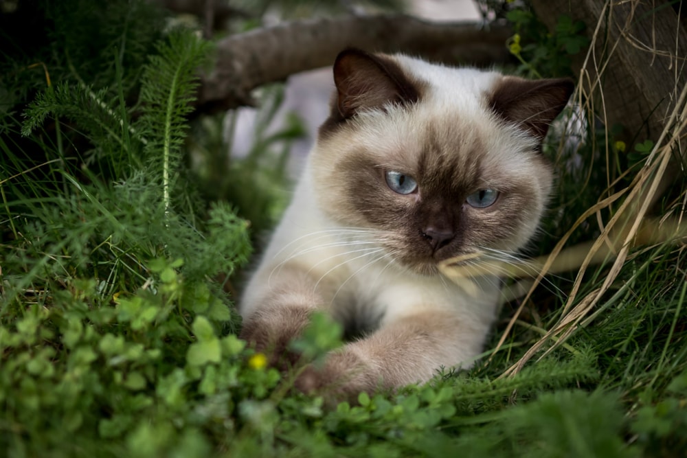 Bonsai Kitten > Unsere Katzen > Laira of Bonsai Kitten